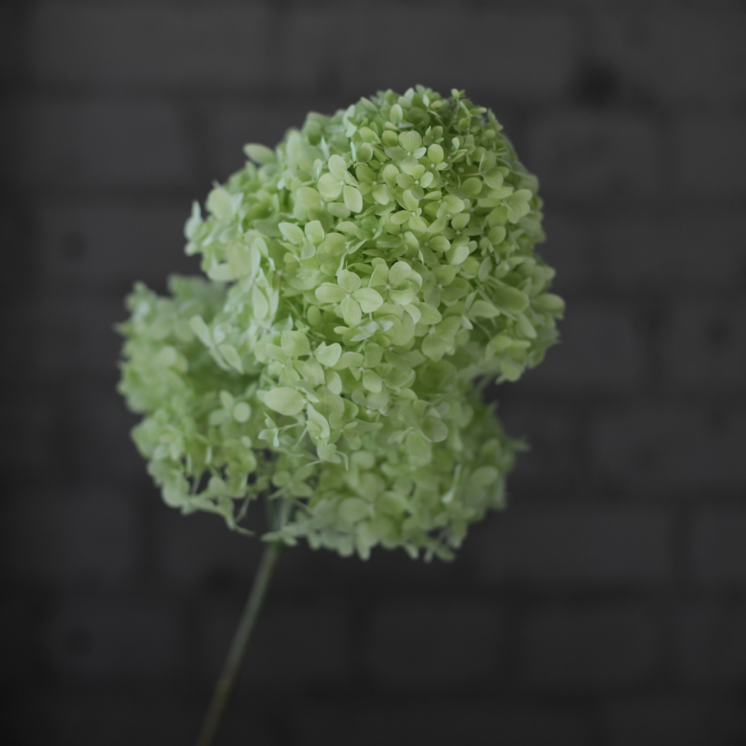 Цветы «D&K Flowers House»: Гортензия метельчатая Limelight