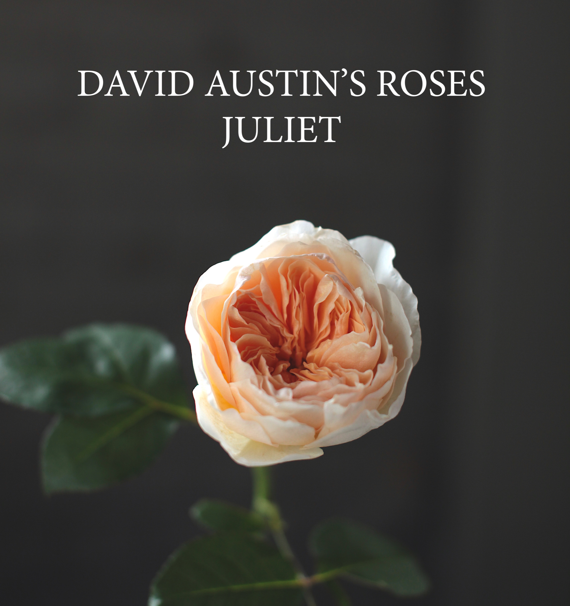 Цветы D&K Flowers House: Роза Juliet от David Austin