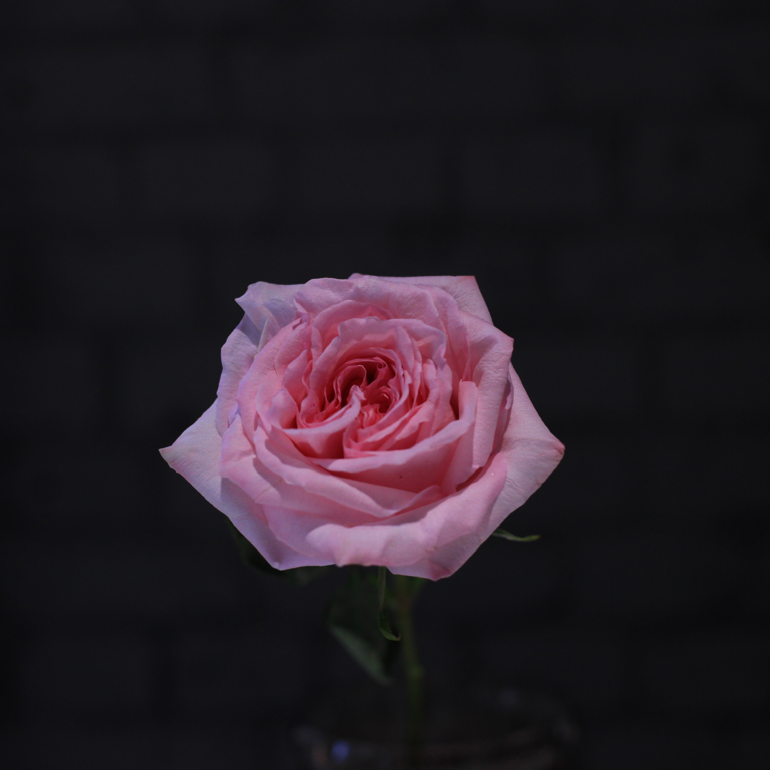 Цветы «D&K Flowers House»: Роза премиум-класса Pink O’hara